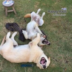 ฝึกลูกสุนัขอยู่คอก