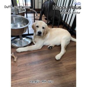dog fence for labrador puppy