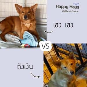 ปัญหาสุนัขกัดกัน