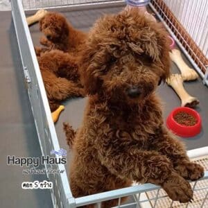 คอกสุนัขในบ้าน พุดเดิ้ล Poodle