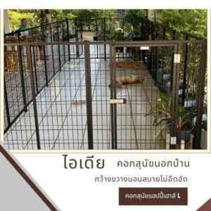 คอกสุนัขใหญ่ สุนัขพันธุ์ทาง