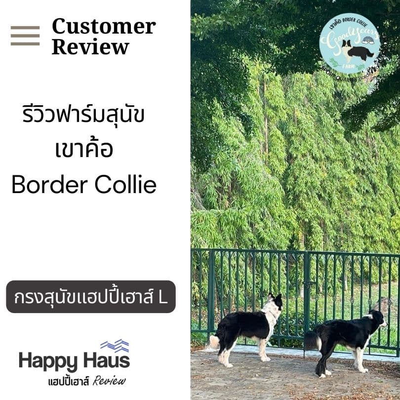 กรงสุนัข Border Collie