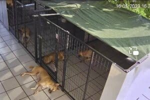 รีวิวคอกั้นสุนัขนอกบ้านหน้าฝน