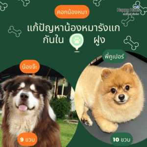 คอกหมากัดกัน คอกสุนัข S