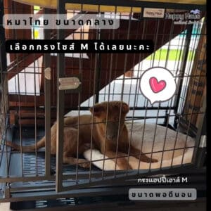 กรงสุนัข บางแก้ว ผสม