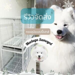 กรงสุนัขซามอย Samoyed
