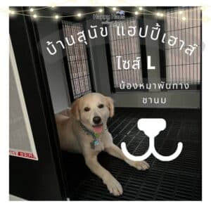 บ้านหมา บ้านสุนัข หมาไทย