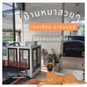 บ้านสุนัข มาลินอยส์