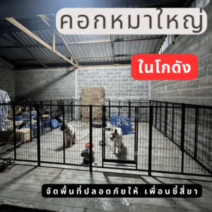 คอกหมาใหญ่ ในโกดัง