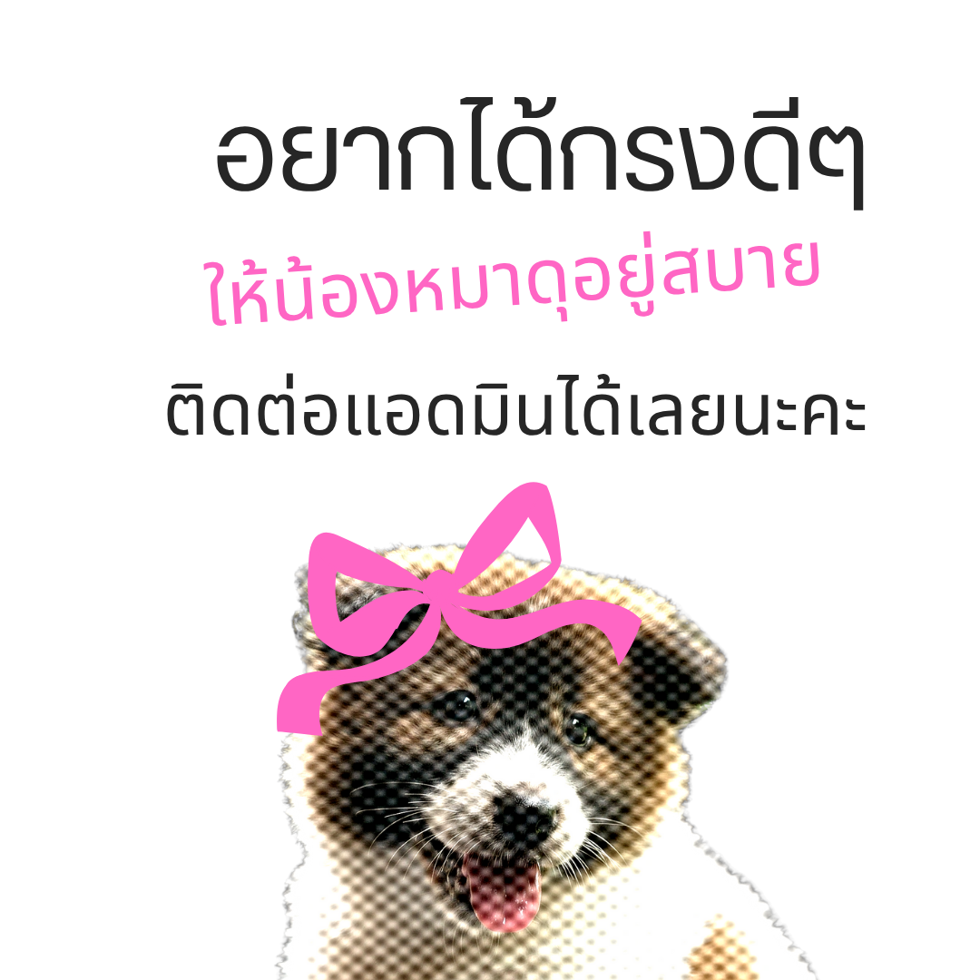 bangkaew dog cage heavy duty กรงบางแก้ว dog cage L