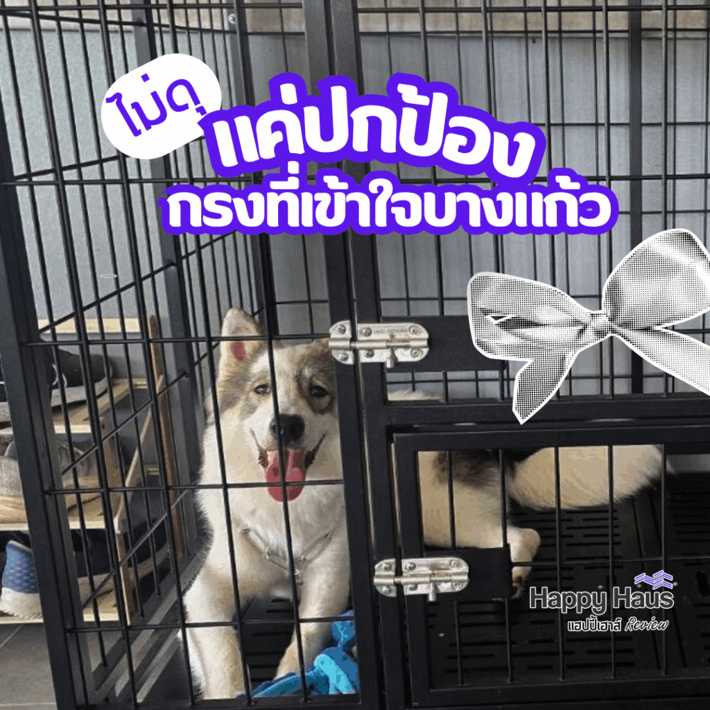 bangkaew dog cage heavy duty กรงบางแก้ว dog cage L