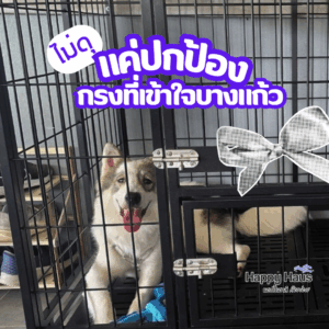 bangkaew dog cage heavy duty กรงบางแก้ว dog cage L