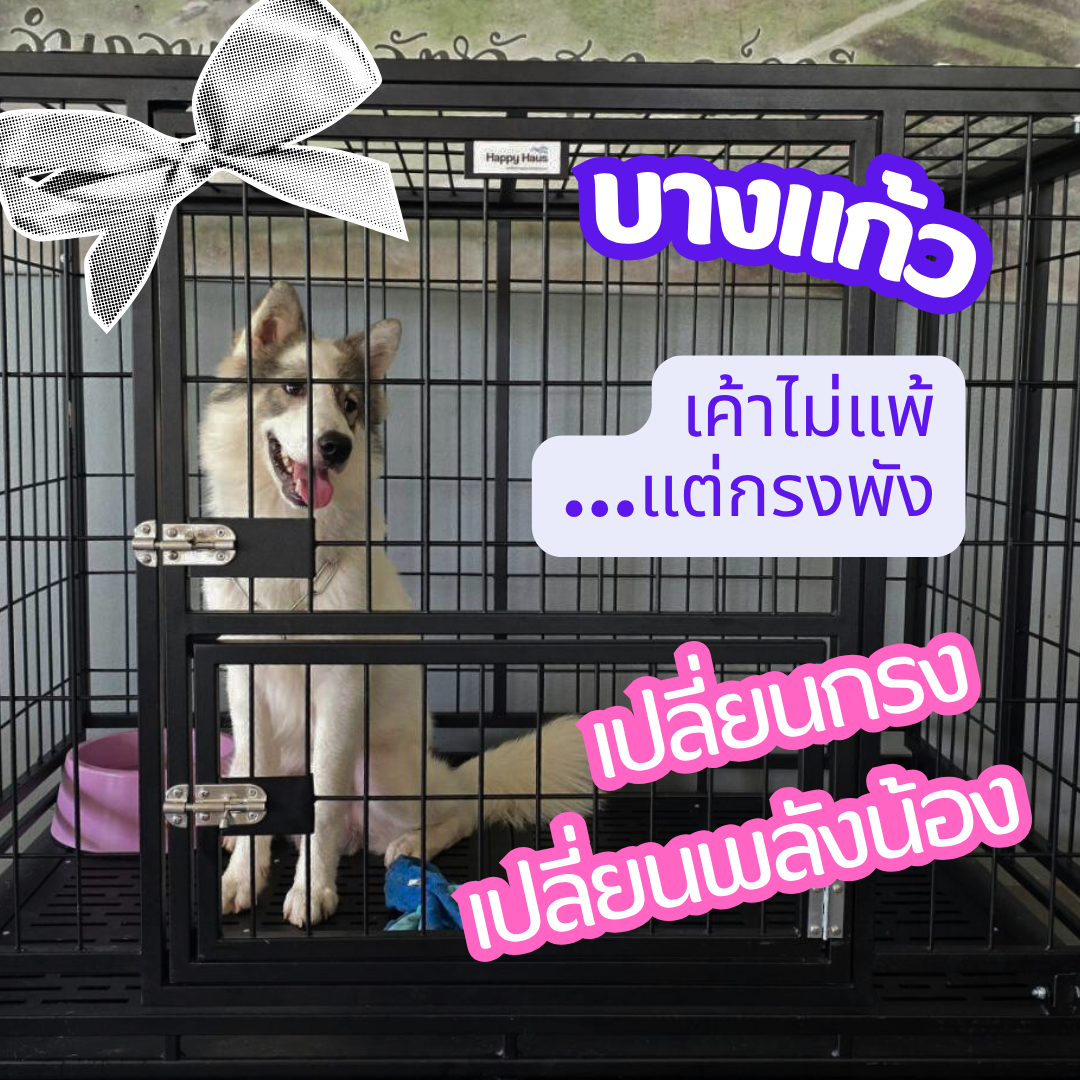 bangkaew dog cage heavy duty กรงบางแก้ว dog cage L