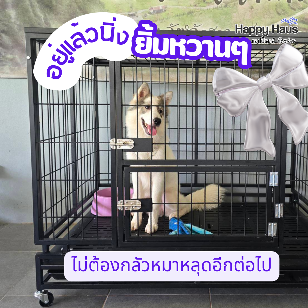 bangkaew dog cage heavy duty กรงบางแก้ว dog cage L