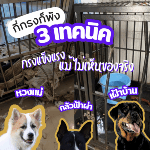 กรงสุนัขใหญ่ หมาดุ หมากัด กลัว เสียง ฟ้าร้อง