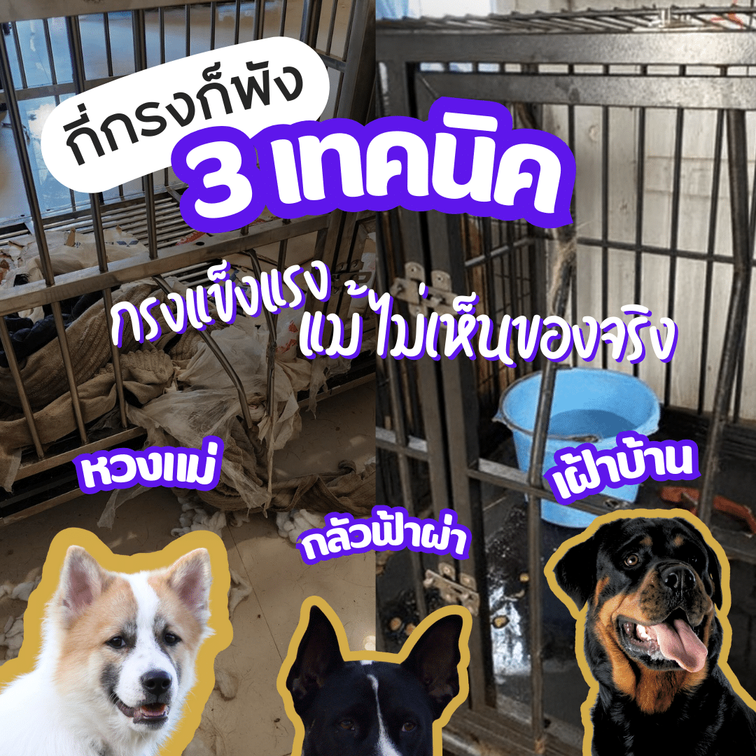 กรงสุนัขใหญ่ หมาดุ หมากัด กลัว เสียง ฟ้าร้อง