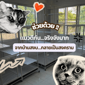 แมวทะเลาะกัน แมวกัดกัน