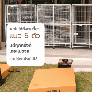 Large cat cage for a home with six rescued cats by HappyHaus